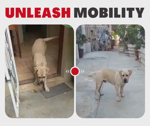 Natural Canine Care | Superior - Joint & Skin Solution For Dogs